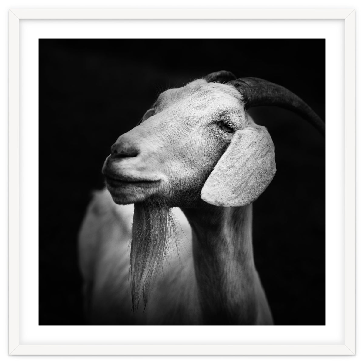 Billy Goat Adam