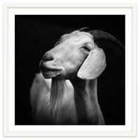 Billy Goat Adam