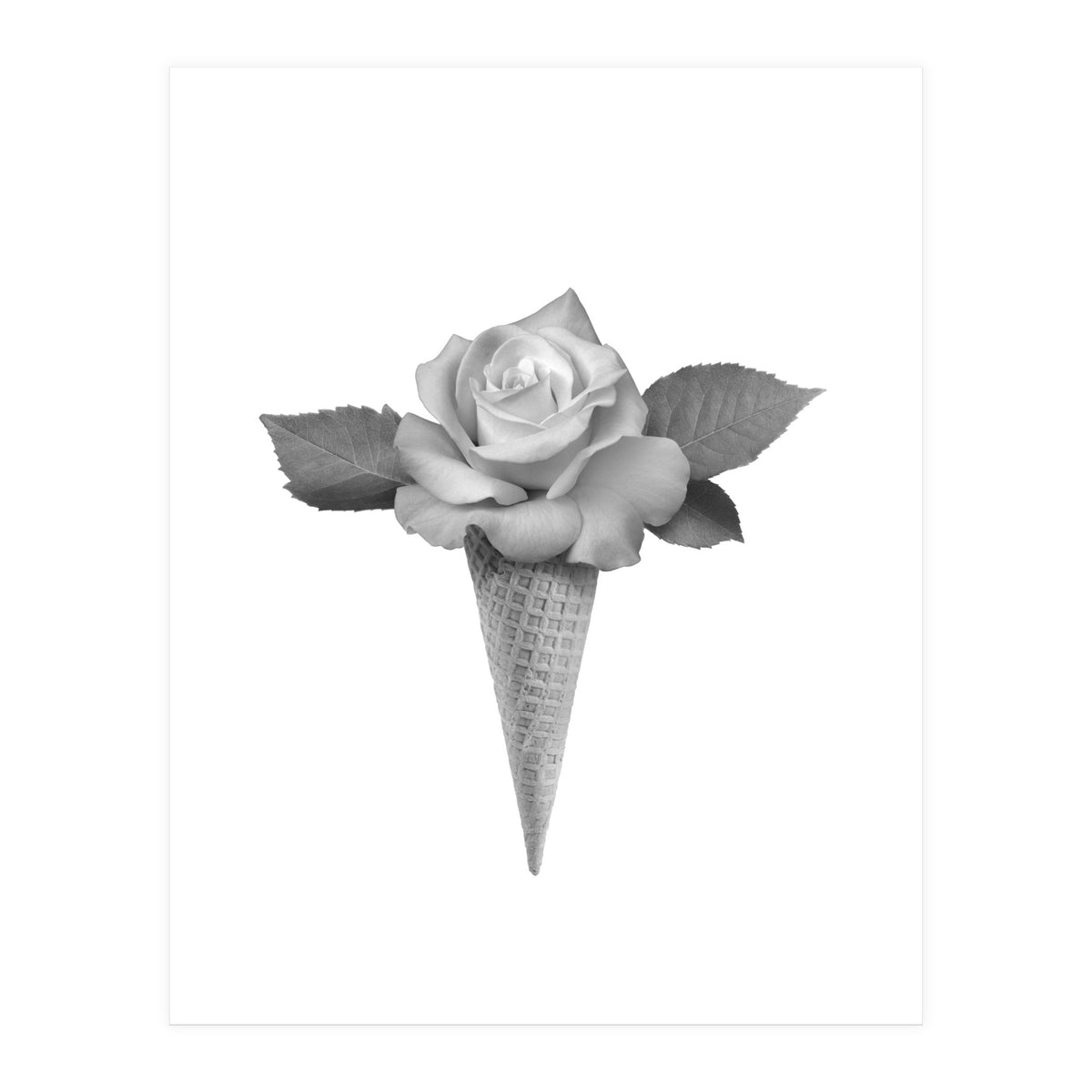 Rosecream (Print Only)