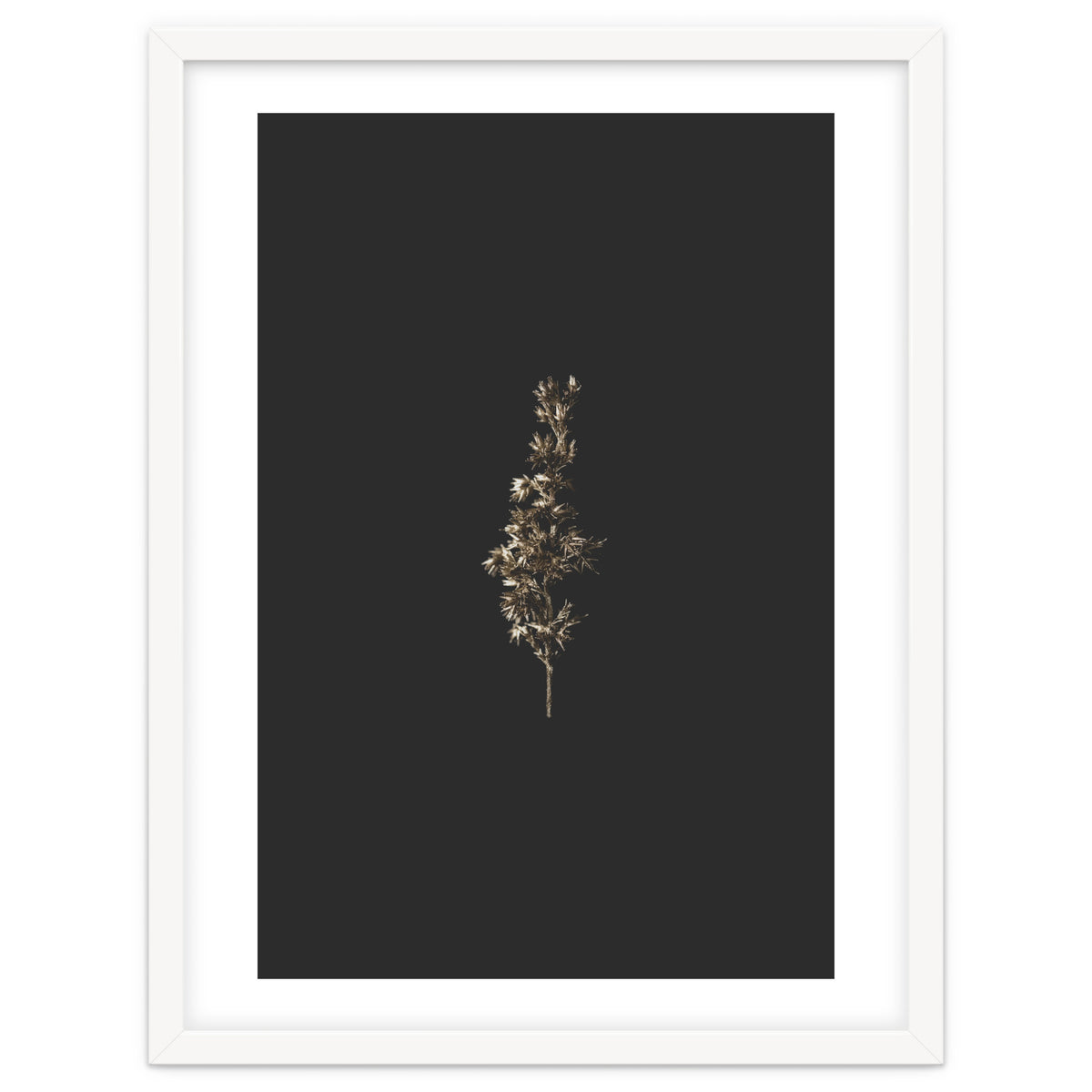 Gold Rush Botanicals