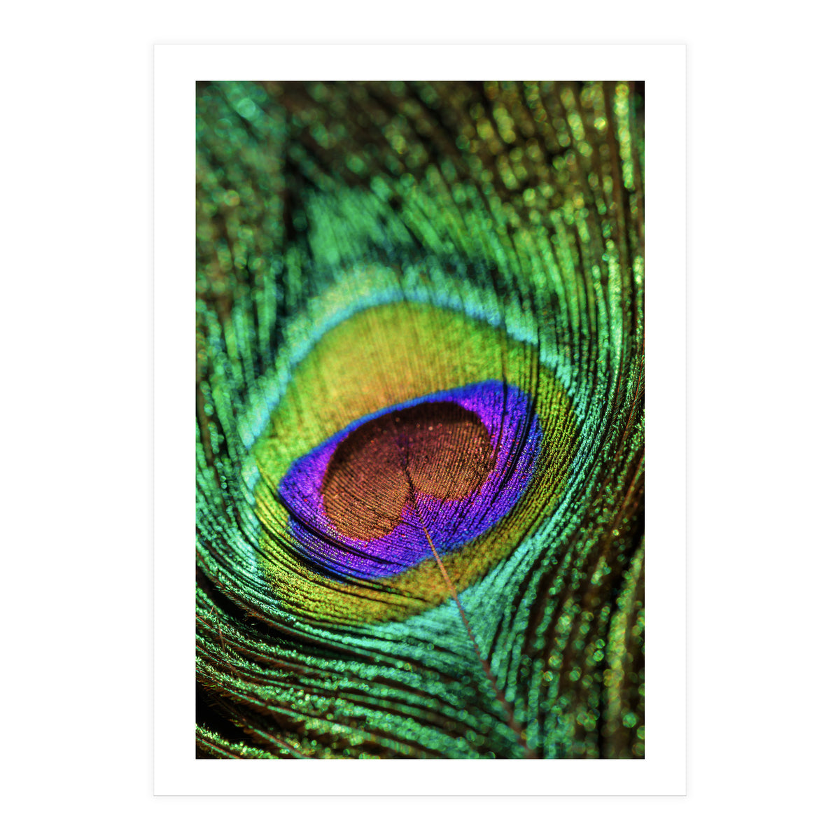 Peacock feather (Print Only)