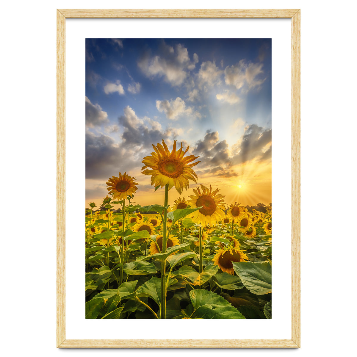 Sunset with beautiful sunflowers