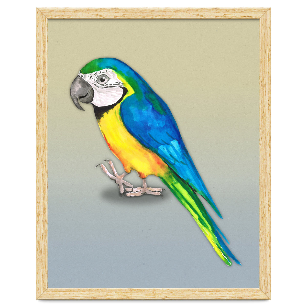 Blue and yellow macaw