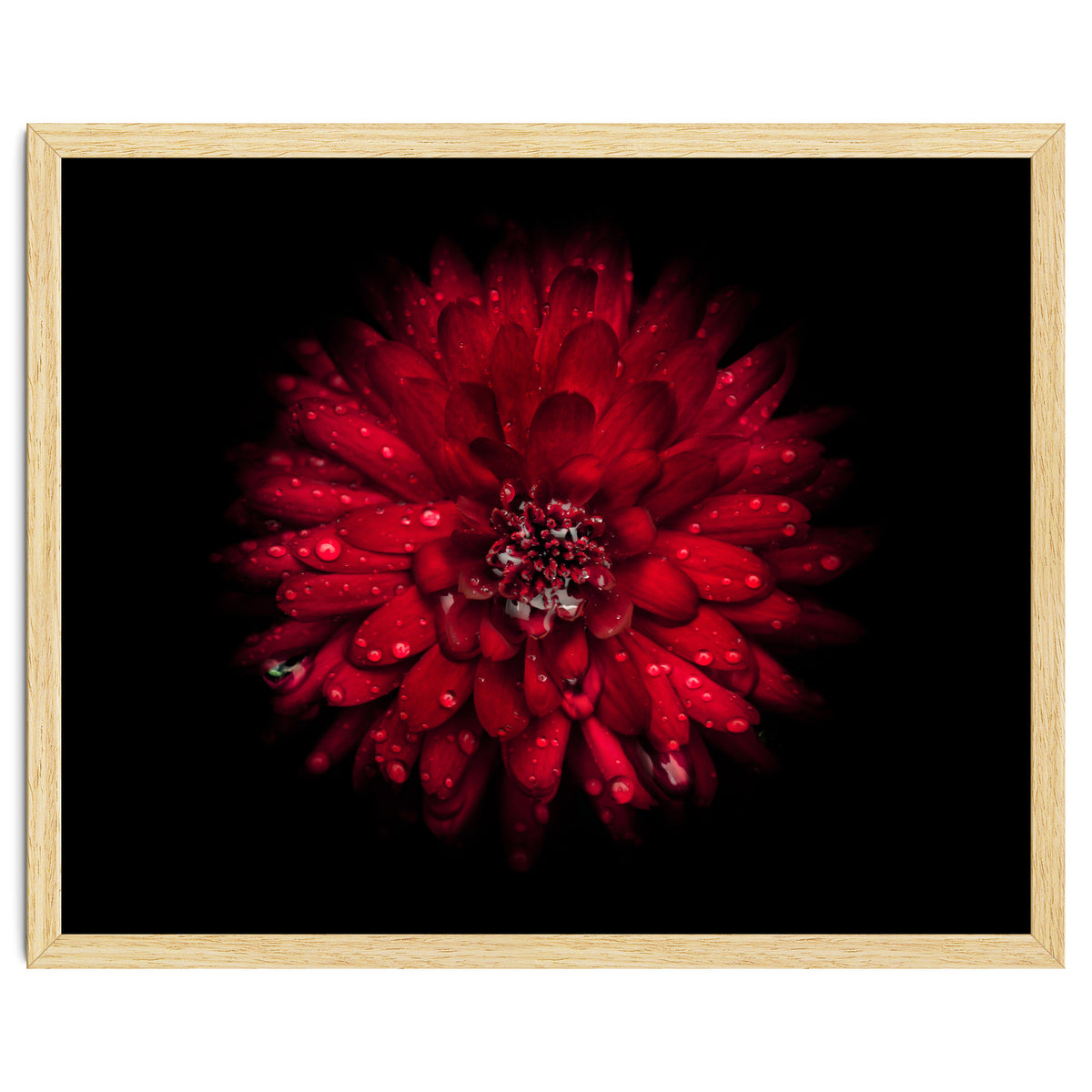 Backyard Flowers 45 Color Version