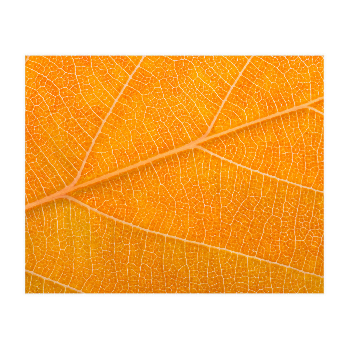 Autumn Leaf (Print Only)
