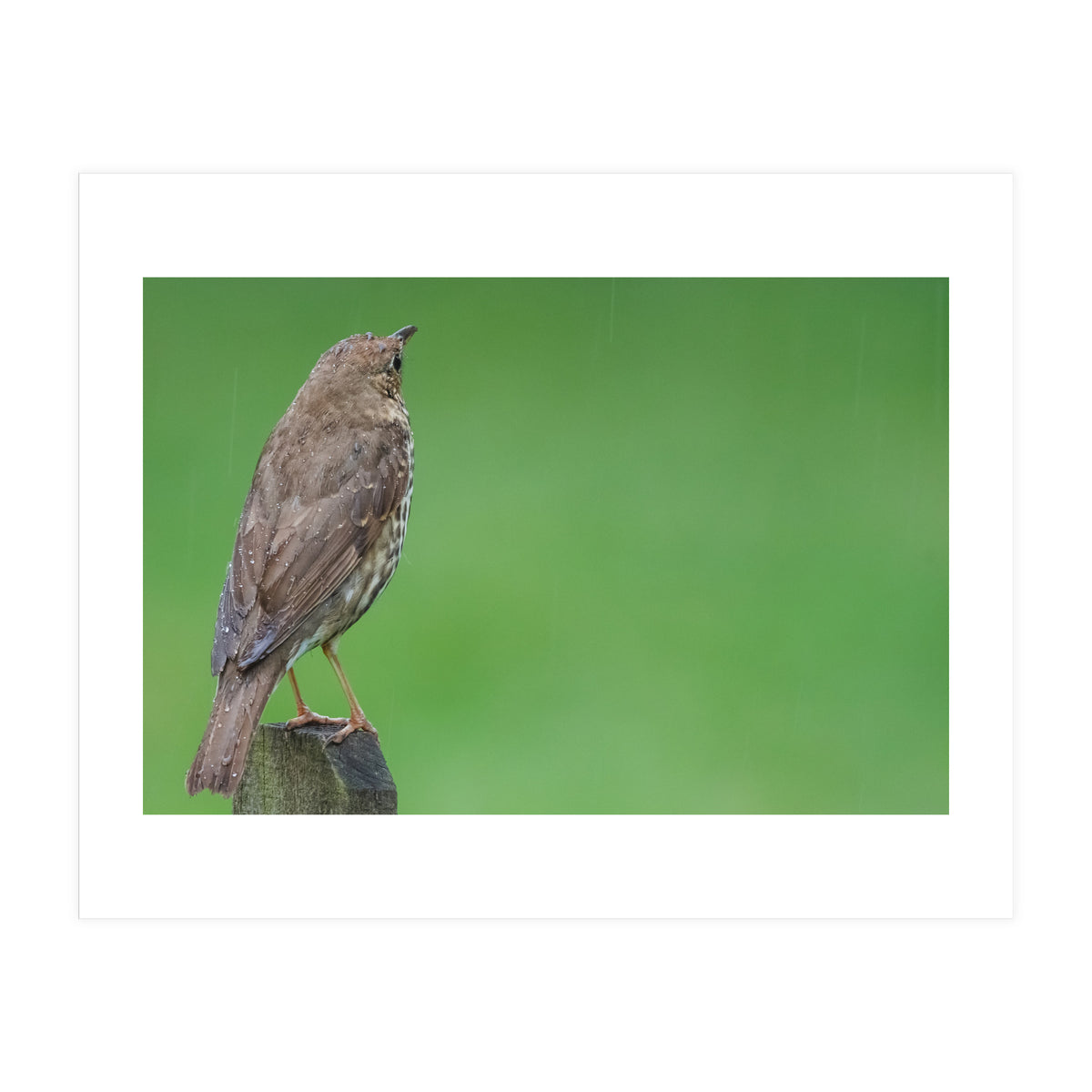 Watching the rain (Print Only)