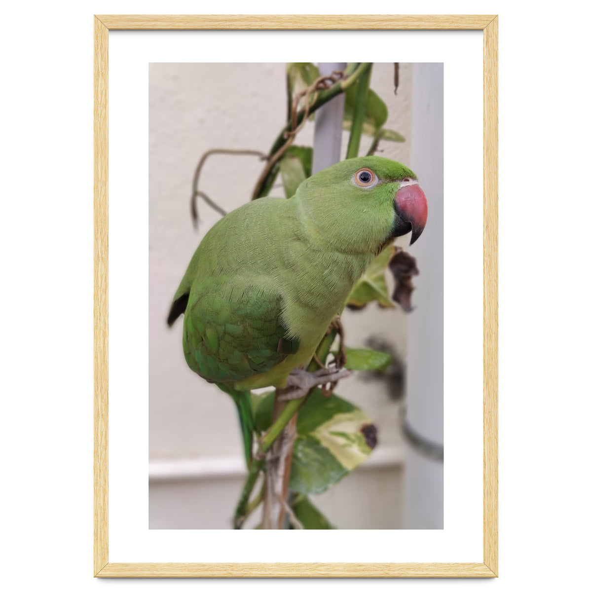 Dazzling Indian Parrot
