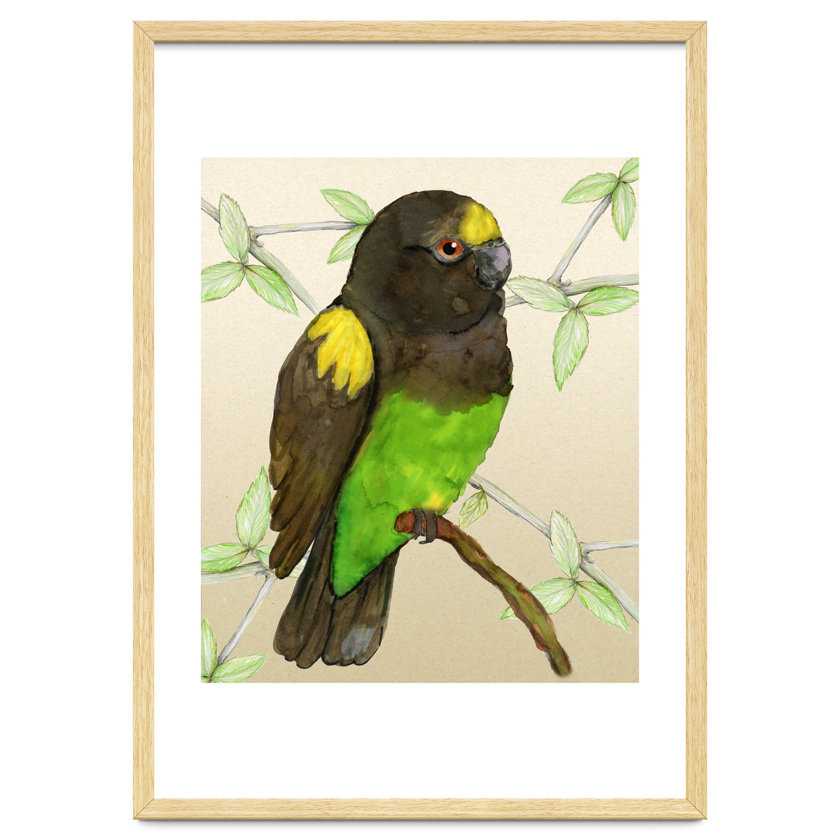 Meyer's parrot watercolor