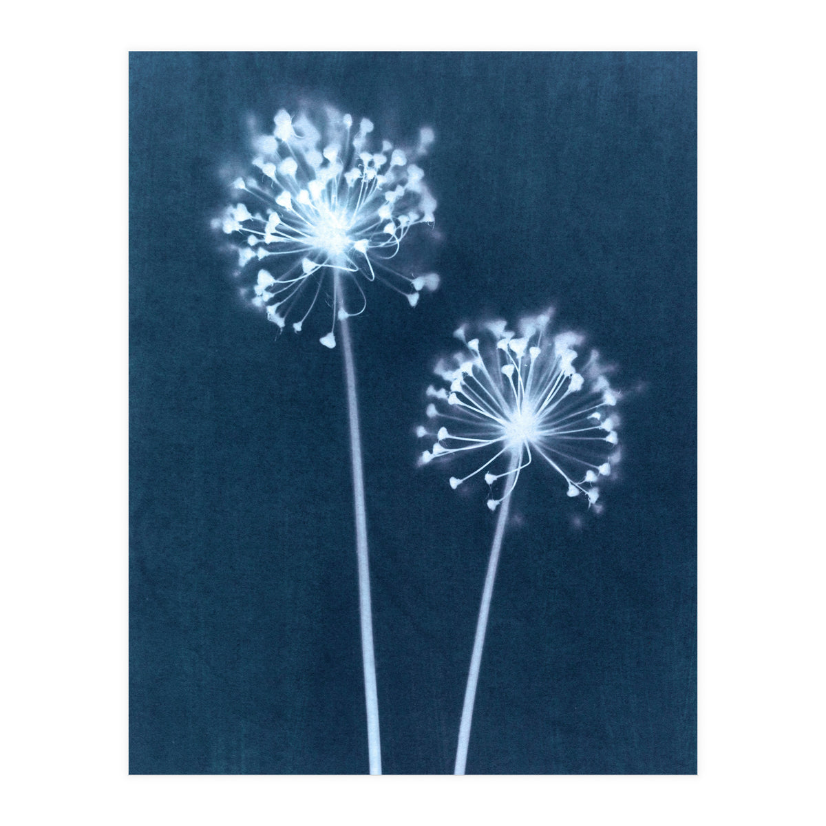 Indigo Dandelion (Print Only)