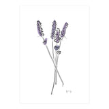 Lavender (Print Only) thumbnail