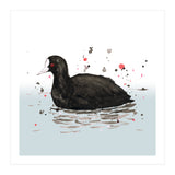Common coot (Print Only) thumbnail