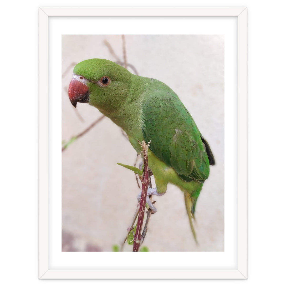 Lovely Indian Cute Parrot