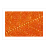 Autumn Leaf (Print Only) thumbnail