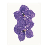 Cc Flower 06 (Print Only) thumbnail