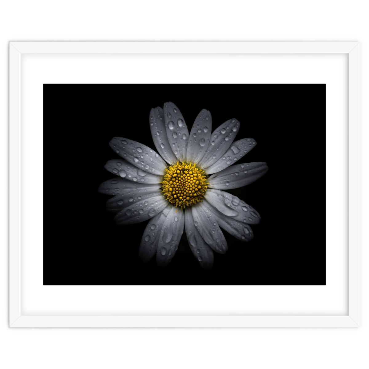 Backyard Flowers No 16 Color Version