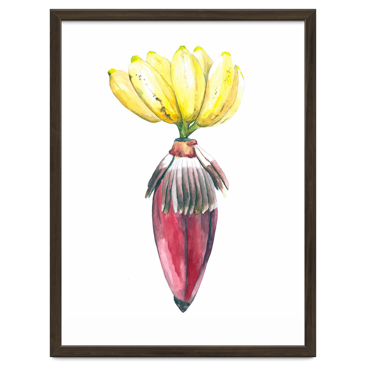 Botanical Illustration Banana