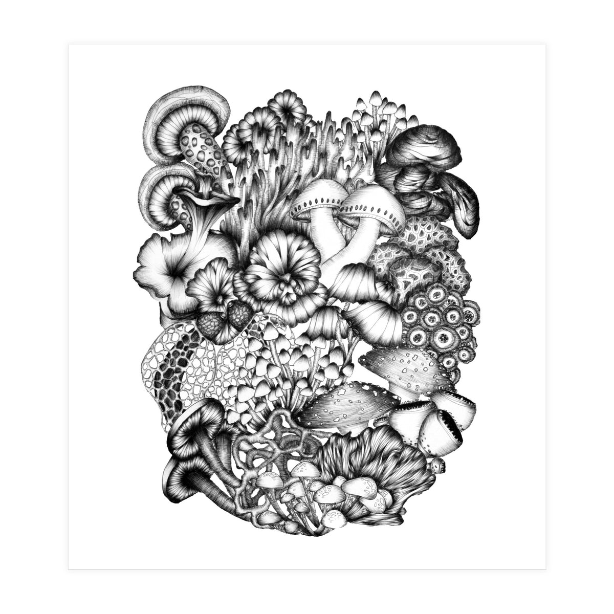 Medley Of Mushrooms (Print Only)