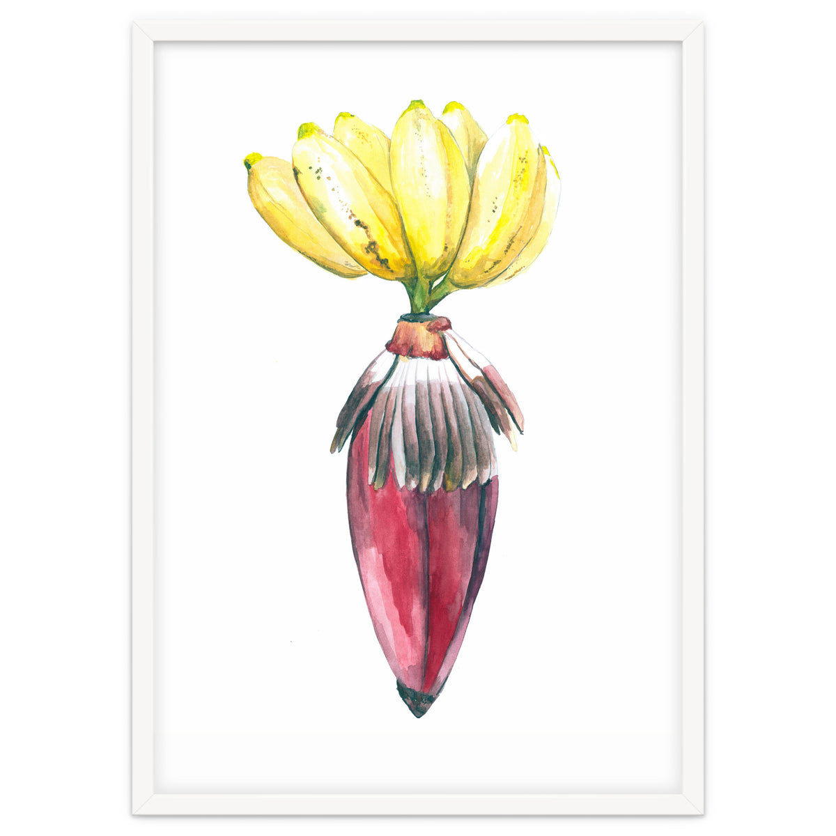 Botanical Illustration Banana