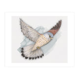 Flying Kestrel (Print Only) thumbnail