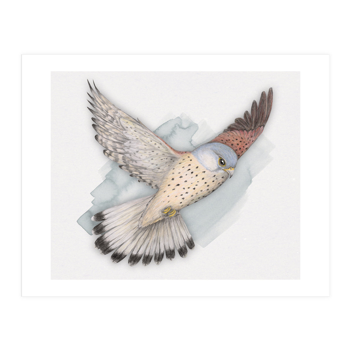 Flying Kestrel (Print Only)