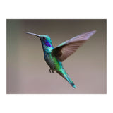 Hummingbird flying (Print Only) thumbnail