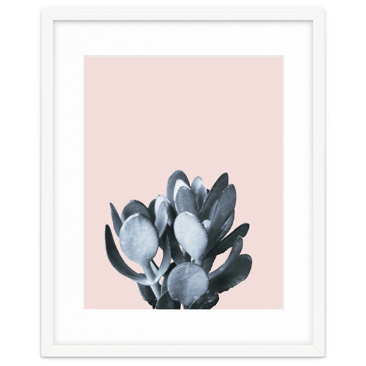 Cactus collection BL-II