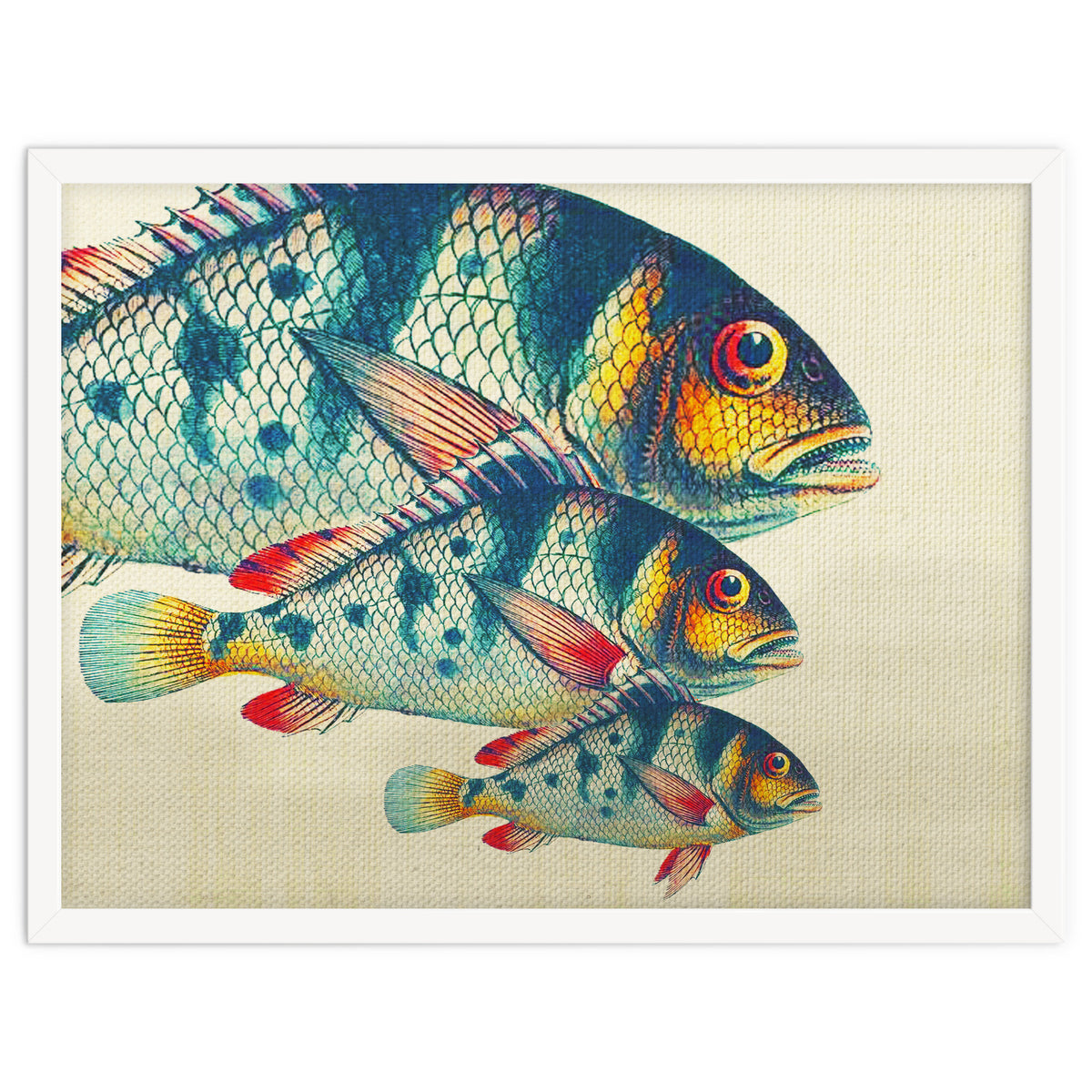 Fish Classic Designs 3