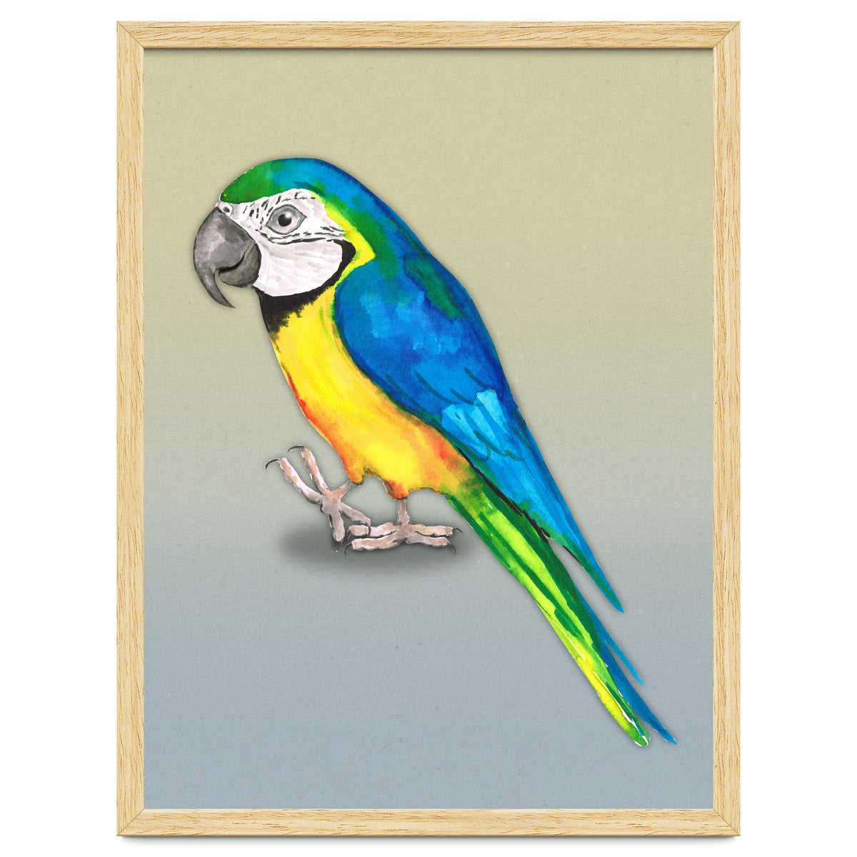Blue and yellow macaw