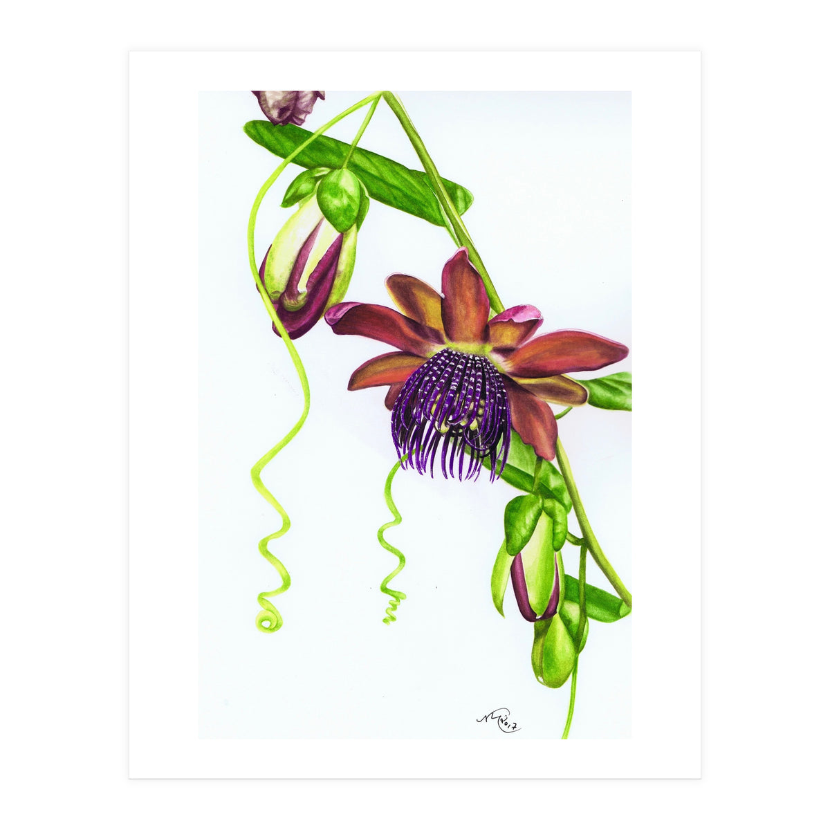 Giant Granadilla (Print Only)