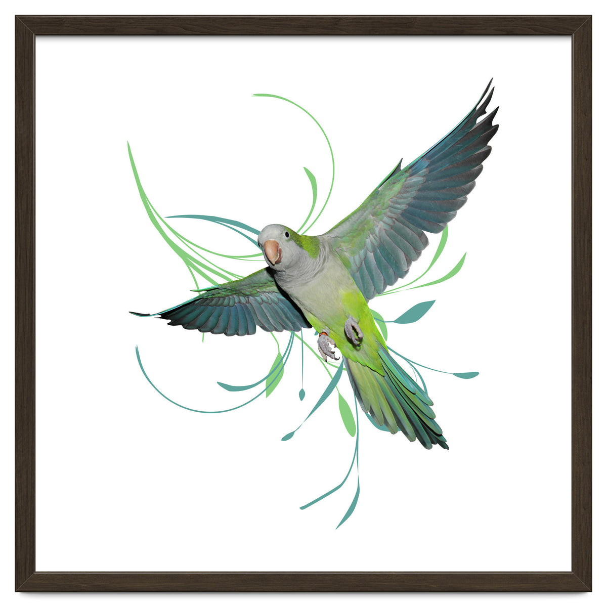 Flying quaker parrot