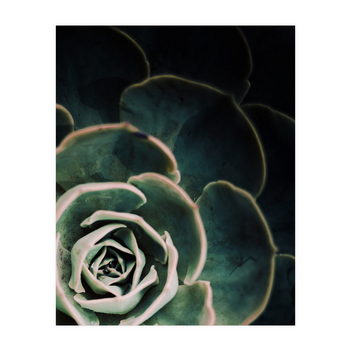 Darkside Of Succulents 4-C (Print Only)