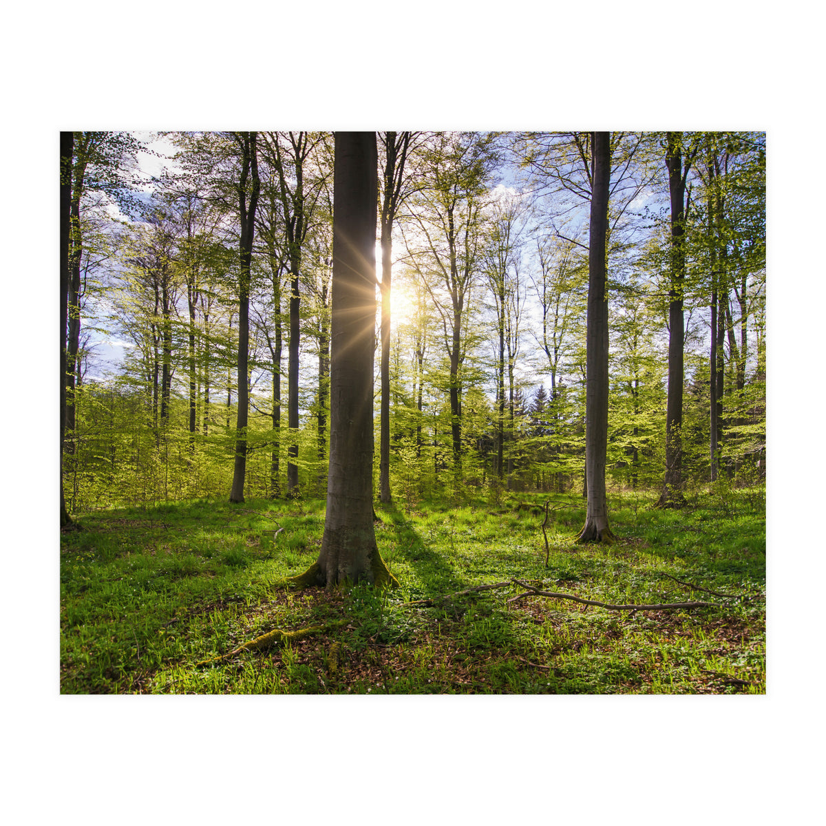 Spring Sun (Print Only)