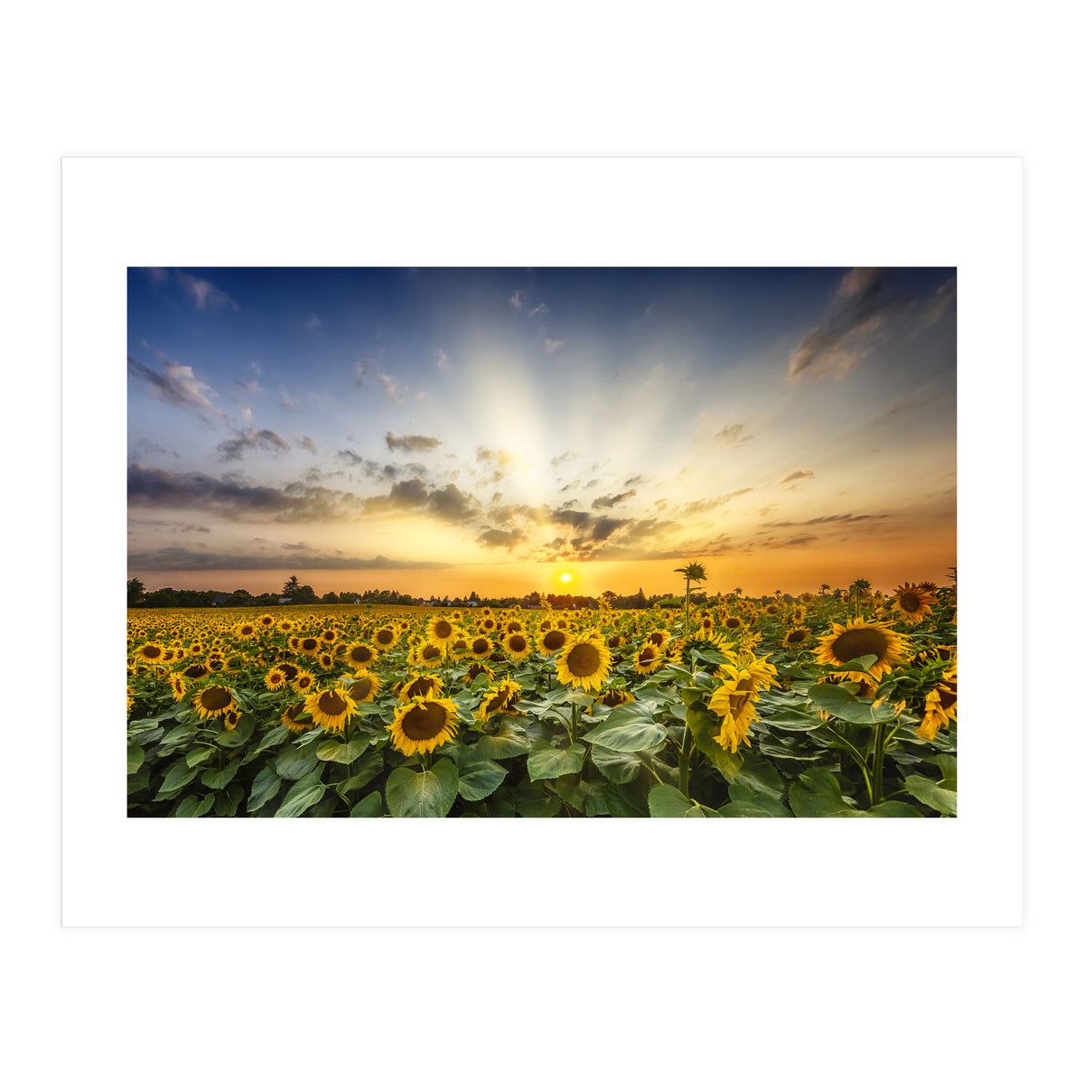 Sunflower field in the evening  (Print Only)