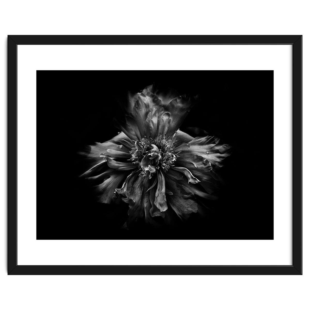 Backyard Flowers In Black And White No 49