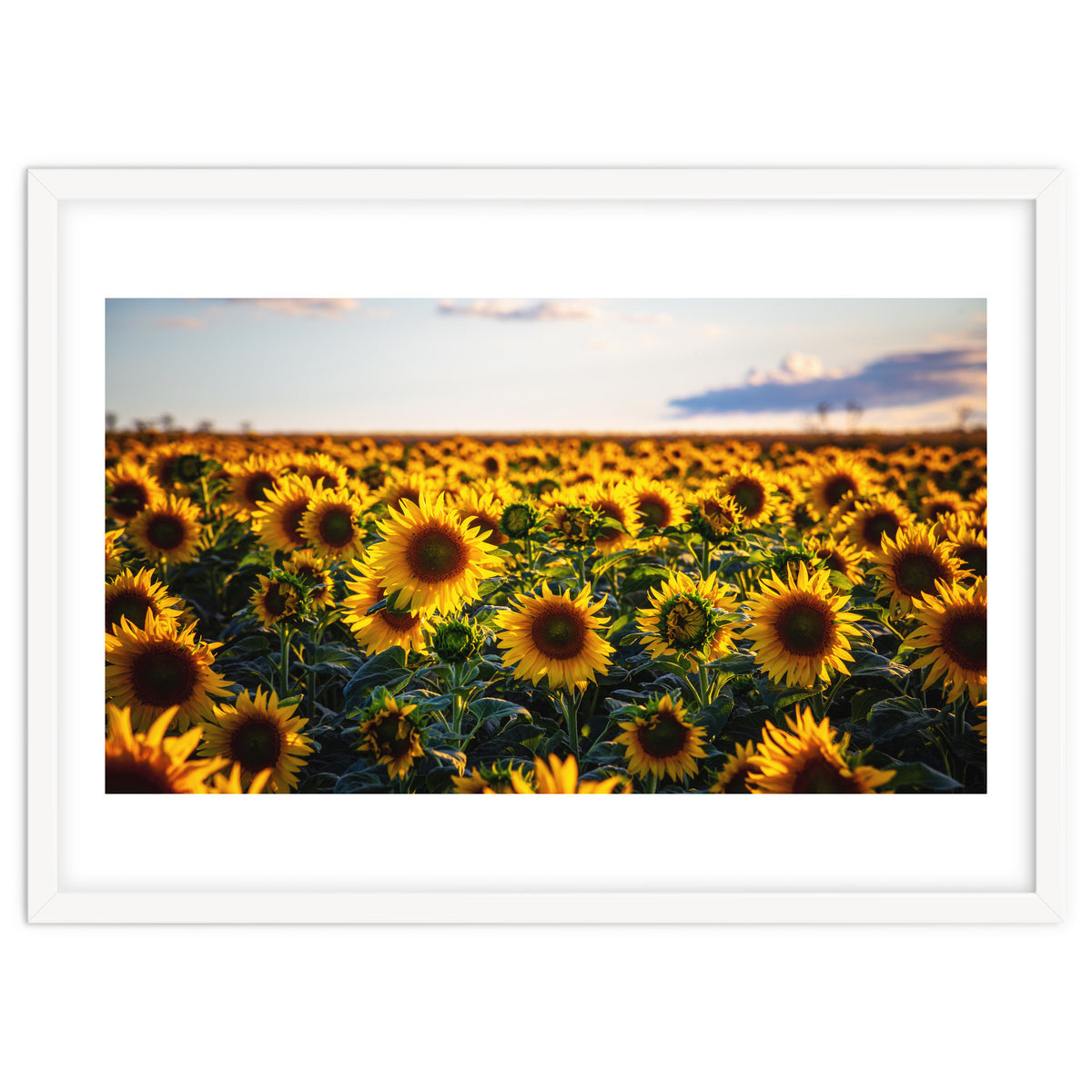 Summer Sunflowers