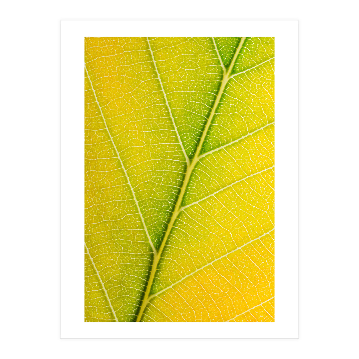 Autumn Leaf (Print Only)