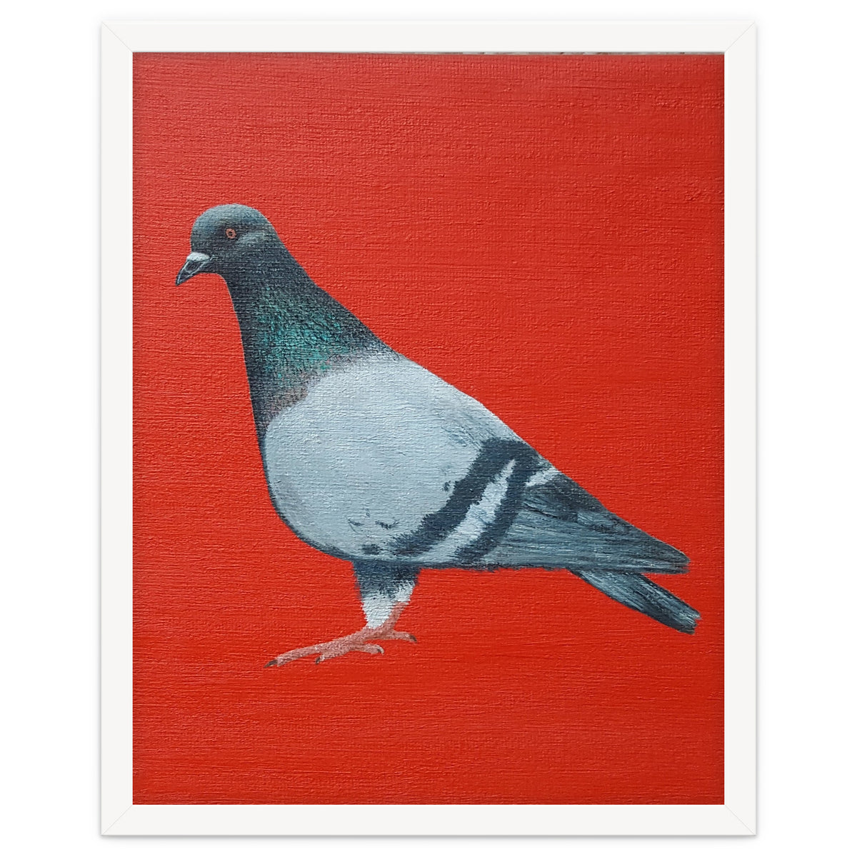 Pigeon