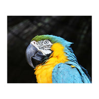 Parrot (Print Only)