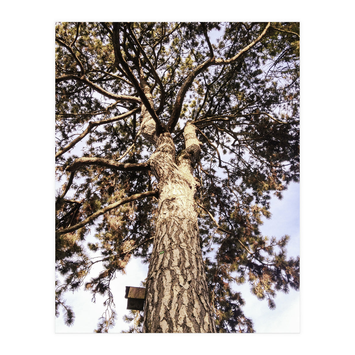 Bucolism 6 (Print Only)