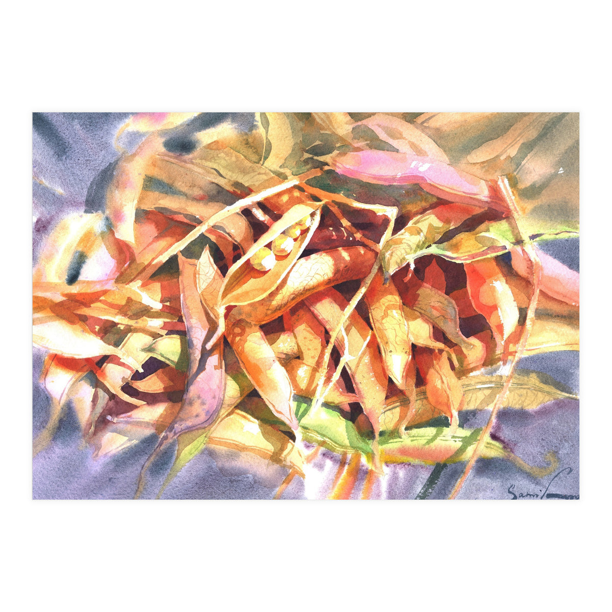 Bean Pods  (Print Only)