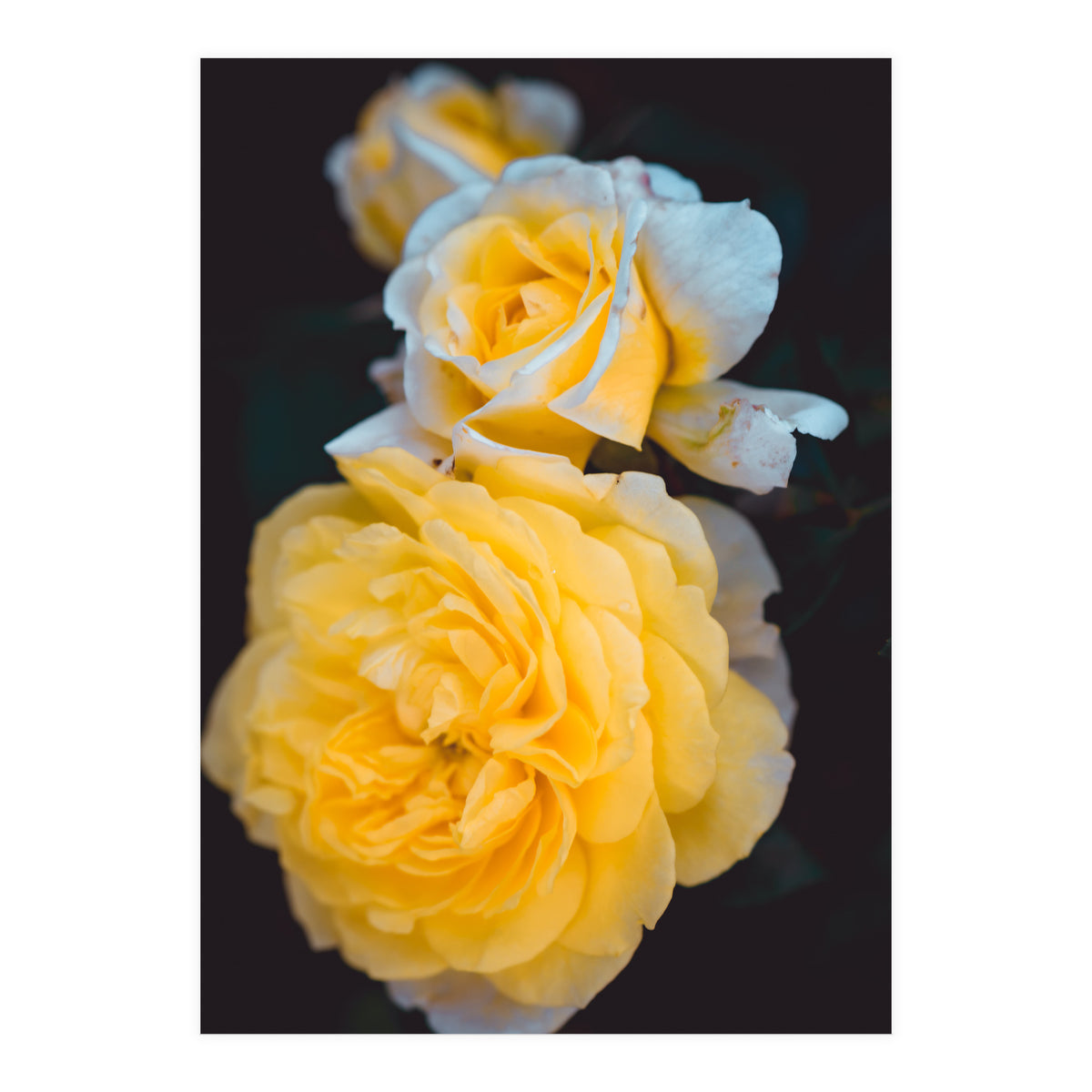 Yellow Rose (Print Only)