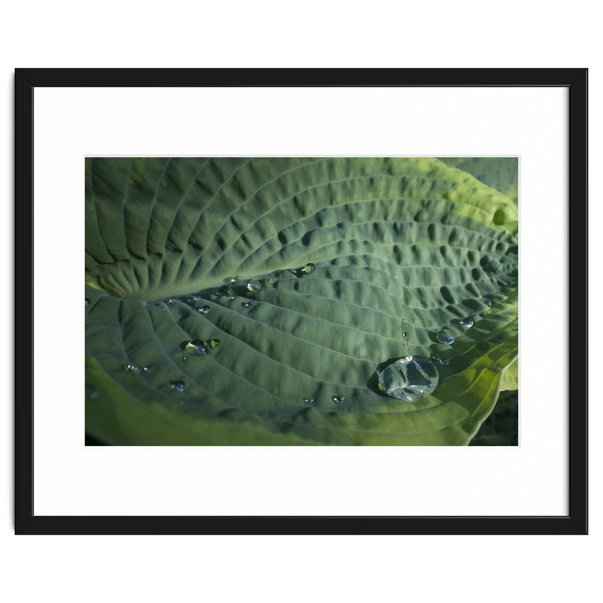 Hosta With Raindrops