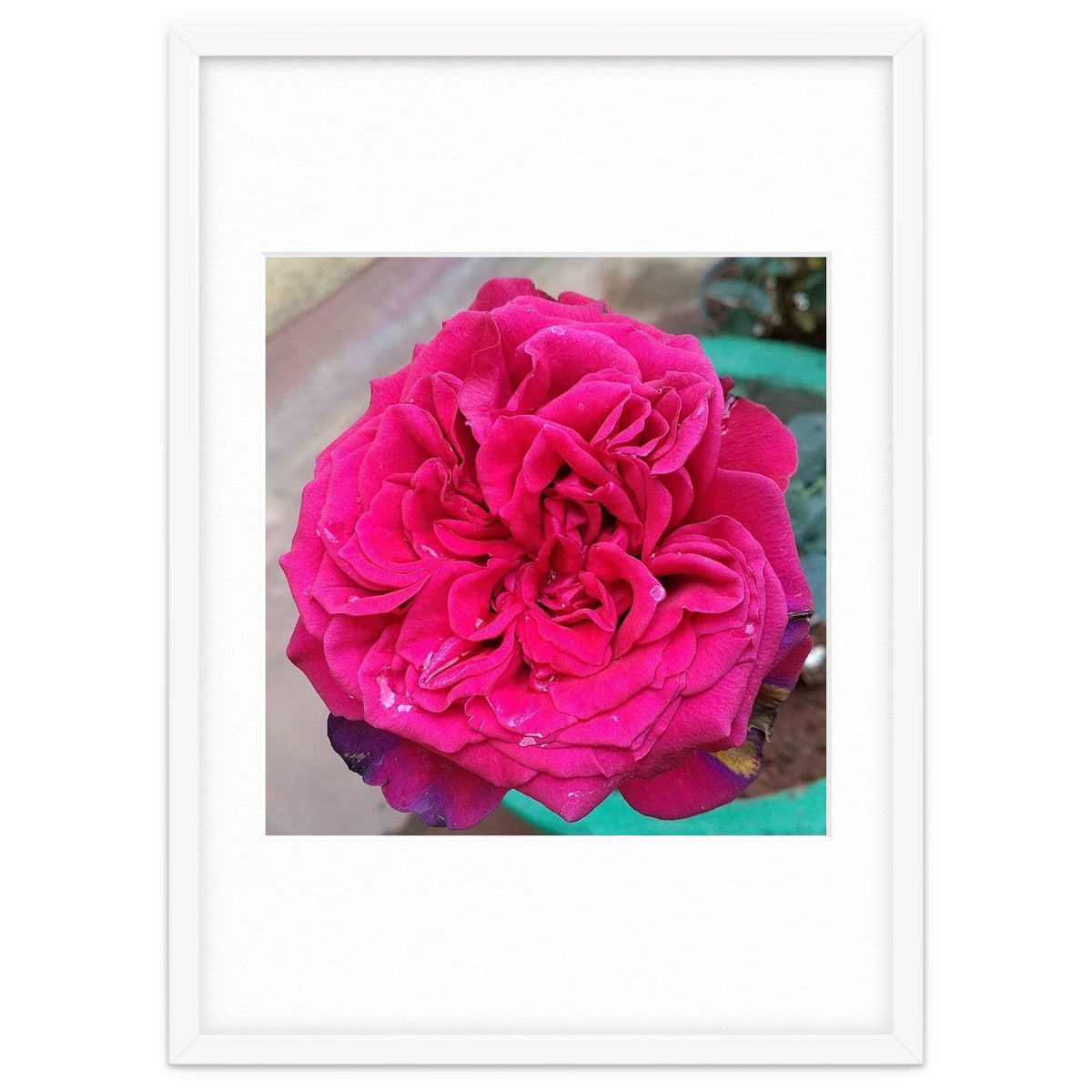 Beautiful Fragrant Rose