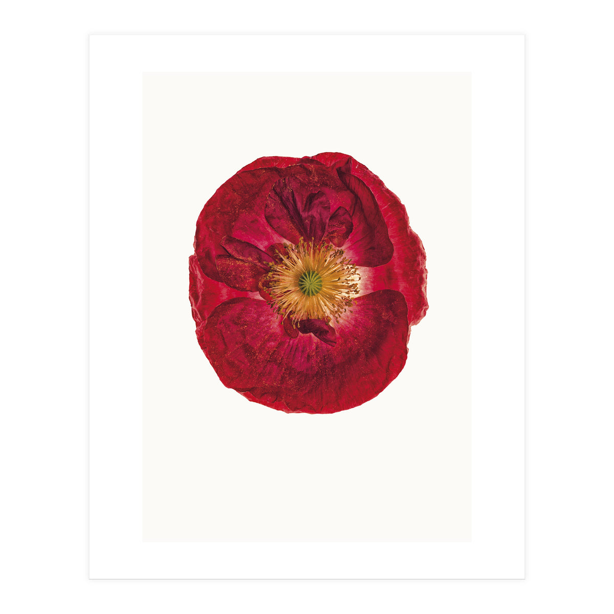 Cc Poppy 03 (Print Only)
