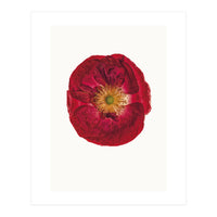 Cc Poppy 03 (Print Only)