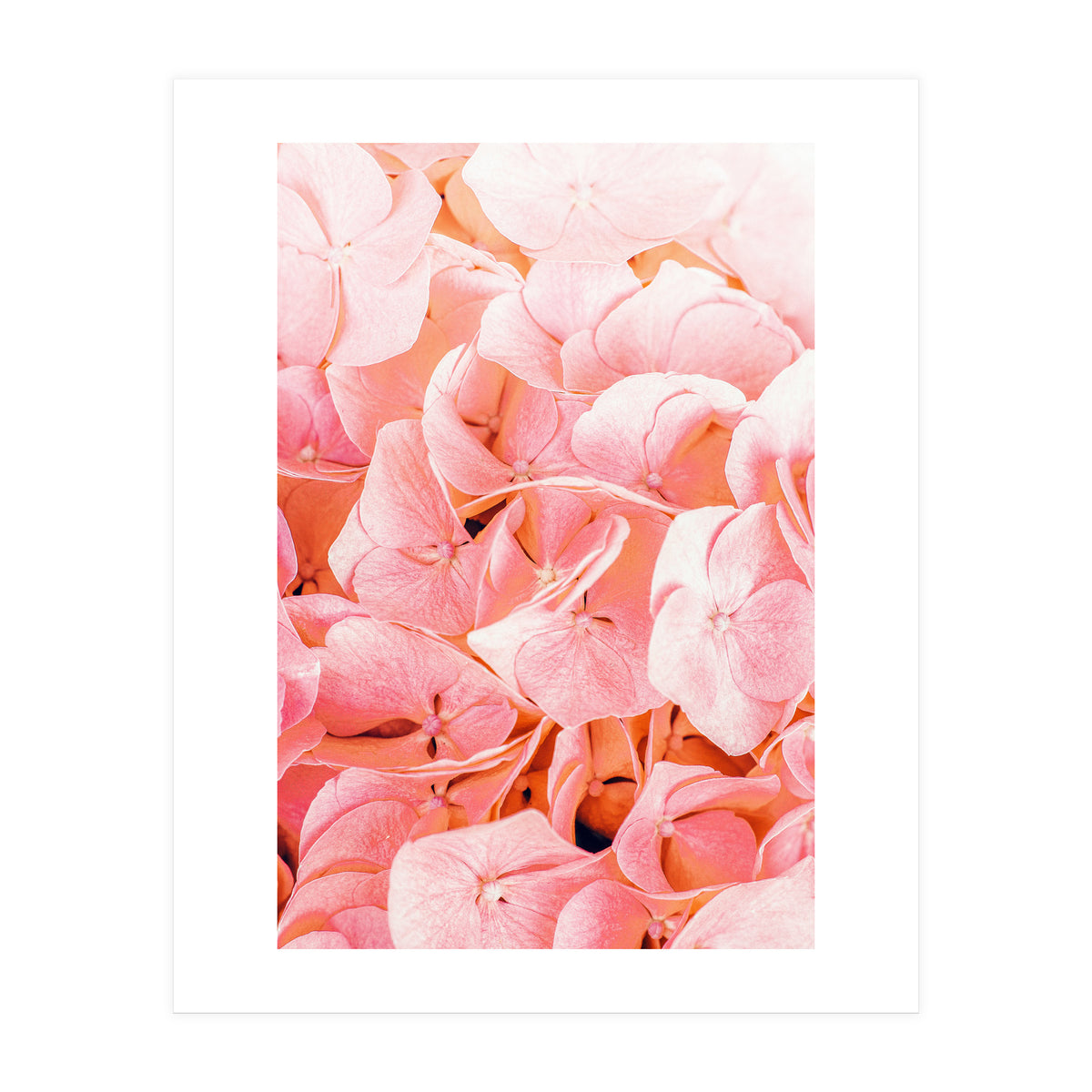 Blushing (Print Only)