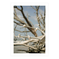 Seashells And Driftwood  (Print Only)