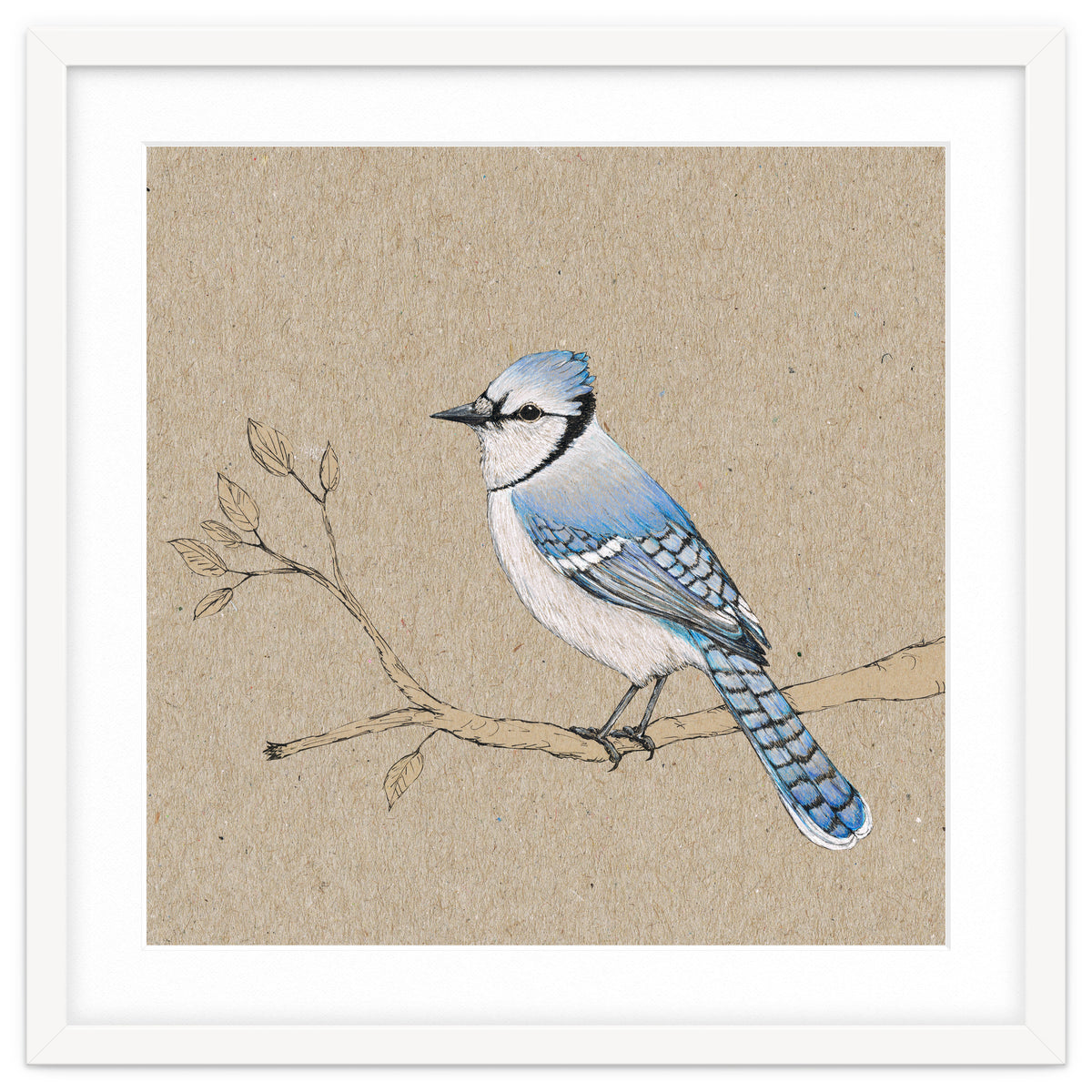 Blue jay