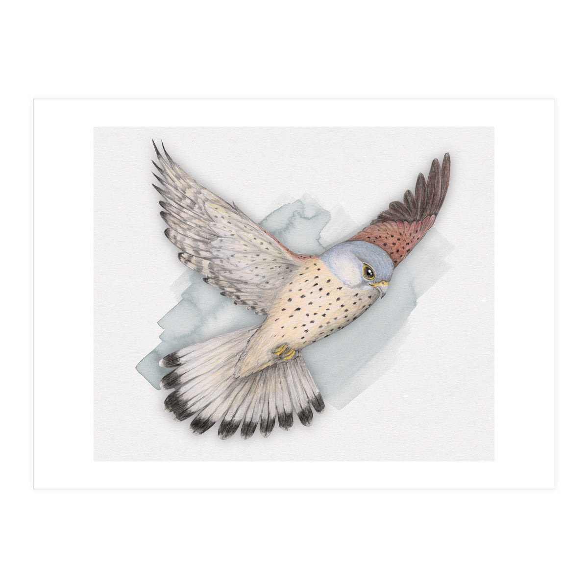 Flying Kestrel (Print Only)