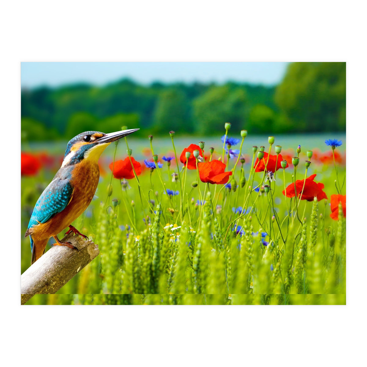 Bird and flower (Print Only)